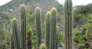 Image result for Cactaceae