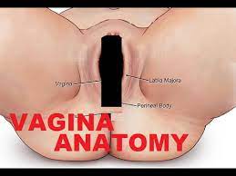 Vagina And Female Reproductive System Anatomy - YouTube