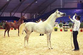 La petite blogueuse de maplanetechevalmedit. Salon Du Cheval D El Jadida 2014 Promotes Equestrian Tourism In Morocco