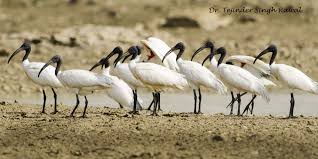 Black Headed Ibis Threskiornis Melanocephalus Jpg 4928 2464 Ibis Black Heron