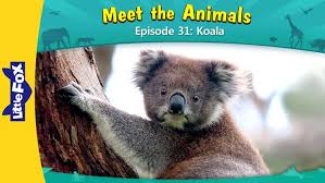 Meet The Animals 31 Koala Level 2 By Little Fox Koala Australia Animals Animals