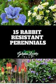 The following plants are only eaten by deer and. 15 Rabbit Resistant Perennials Photos Garden Lovers Club Deer Resistant Perennials Perennial Garden Perennials