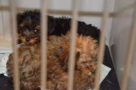 See reviews and photos of department stores in paramus, new jersey on tripadvisor. 50 Dogs Found In Freezing Van Outside Paramus Puppy Store Police Paramus Nj Patch