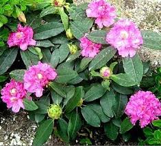Rhododendron Orman Gulu Komar Adan Zye Bitkiler Dunyasi Bitki Yaban Asmasi Cicek