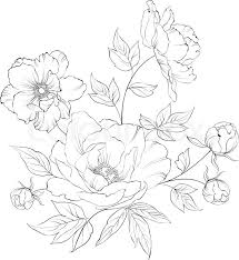 Bush Of Beautiful Peonies Ink Engraving Vector Illustration Vector Colourbox Flower Drawing Peony Drawing Floral Drawing