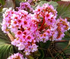Image result for Bergenia