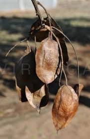 Image result for Pericopsis