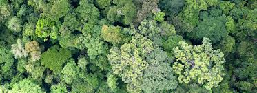 Canopy forest on wn network delivers the latest videos and editable pages for news & events, including entertainment, music, sports, science and more, sign up and share your playlists. Mapping Global Forest Biomass Using Satellite Imagery