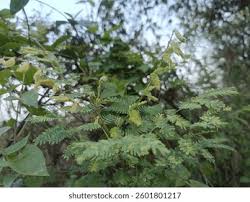 Image result for Fabaceae subfamily Mimosoideae