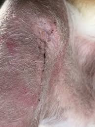 We did not find results for: Tplo Incision Care After Surgery Tplo Austin