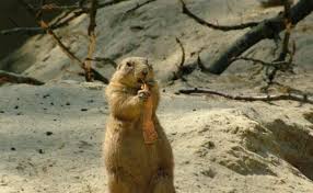 Content updated daily for groundhog extermination How To Get Rid Of Groundhogs Woodchuck Control Guide