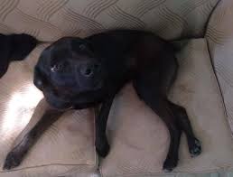 Te seguímos buscando Chinchu ,si alguien lo ve por favor retenerlo,gracias