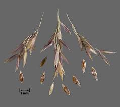 Image result for Agrostis pilgeriana