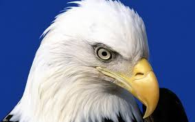 شوف صور جديده صوره نسر ابيض Bald Eagle Eagle Pictures Bald Eagle Pictures