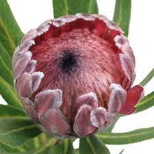 Pink Ice Protea Flower Fiftyflowers Com Protea Flower Wholesale Flowers Flowers