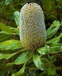 Banksia Serrata Proteaceae Australian Flora Australian Plants Australian Flowers Australian Wildflowers