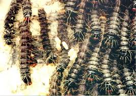 Image result for Lannea antiscorbutica