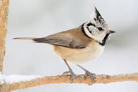 Vogelportrat Haubenmeise Nabu Haubenmeise Ausgestopftes Tier Heimische Vogel
