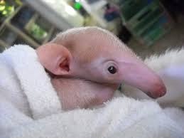 Image result for cute baby animals