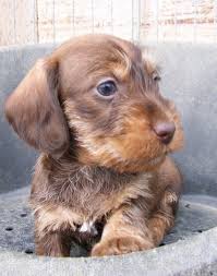 En Normandie Venez Decouvrir Mes Chiens Teckel Poil Dur Adorables Petits Terriers Au Caractere Bien Tre Dachshund Puppies Dachshund Dog Wire Haired Dachshund