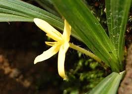 Image result for Curculigo pilosa