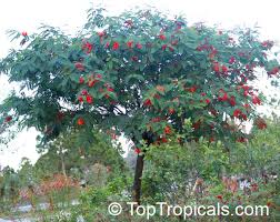 Image result for Sesbania punicea