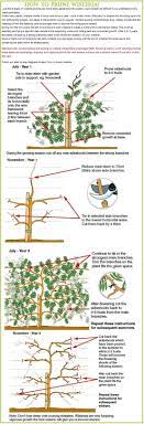 Pin By Krystal Cornelius On Garden How Does Yours Grow Wisteria Plant Wisteria Gardening For Beginners