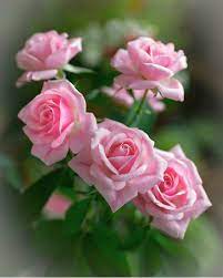 Reset all filters beautiful bright flower blossom, green and white gardening background. Pin By Zahra On Flowers Beautiful Rose Flowers Pretty Flowers Flowers