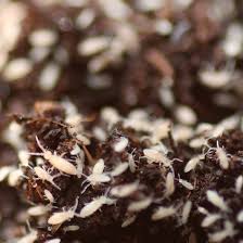 Unten sind die arbeitsblätter aufgeführt, zu denen internetlinks angeboten werden. Tropische Springschwanze