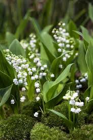 Maybe you would like to learn more about one of these? 16 Flowers With Astonishing Meanings Floral Symbolism