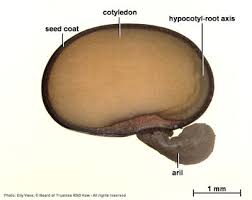 Image result for Microcharis annua