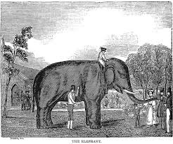 If you're still haven't solved the crossword clue elephant rider's seat then why not search our database by the letters you have already! Political Zoology In Civilised By Beasts