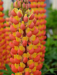 As we all know, perennial plants are those that bloom perfectly during their growth seasons in spring or summer and would wilt to dormancy during winter. Perennial Lupinus Westcountry Gladiator Zone 3 9 Flowers Orange Yellow Bi Color Spikes Blooms 4 6 Weeks Starti Part Shade Flowers Plants Shade Flowers