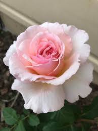 Check spelling or type a new query. Princesse Charlene De Monaco Hybrid Tea Roses Tuincentrum Lottum