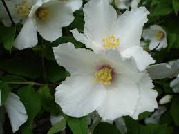We did not find results for: Philadelphus Wikipedia