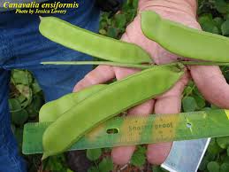 Image result for Canavalia ensiformis