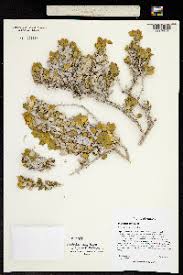 Image result for Mellera nyassana