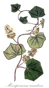 Image result for Menispermaceae