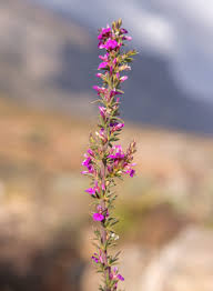 Image result for Muraltia