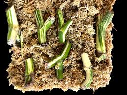 Image result for Selago albomarginata