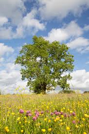 Ashes also tend to have distinctive bark that varies. Ash Trees Fraxinus Excelsior Ash Tree Identification Kent Downs