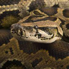 Burmese Python National Geographic Burmese Python World S Largest Snake Reticulated Python