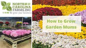 Growing mums in hard, dry soil prevents the roots from becoming well established, while wet, boggy soil drowns the roots. How To Grow Garden Mums Youtube