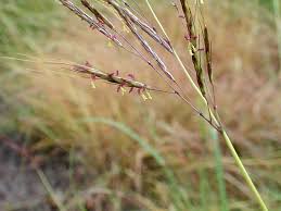 Image result for Bothriochloa bladhii