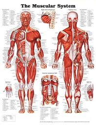 20x26 The Muscular System Anatomical Chart Poster Print By