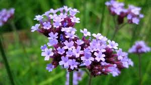 Wildflowers can be a beautiful all summer long. Beautiful Wild Flowers Youtube