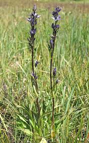 Image result for Swertia erosula