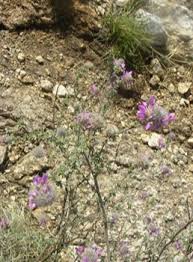 Image result for Indigofera pulchra