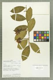 Image result for Pentadiplandra brazzeana