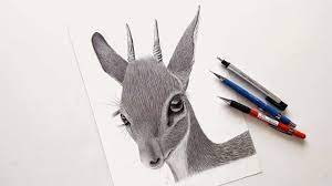 how to draw a gazelle with lead by step pencils animal drawings drawings gazelle